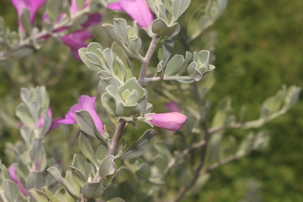 Leucophyllum frutescens (Berland.) I.M.Johnst.